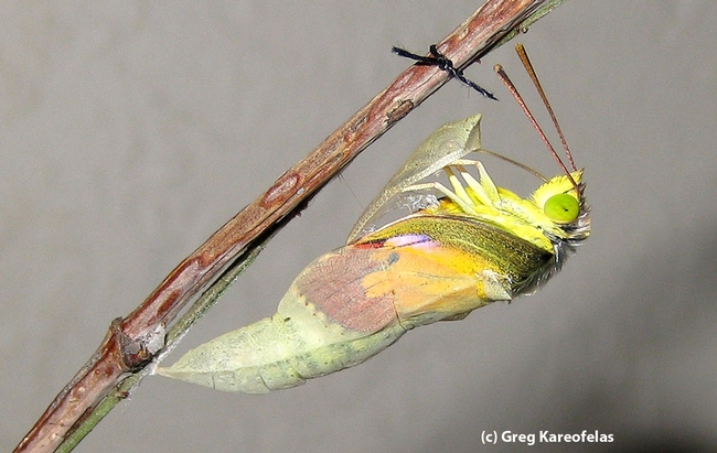 This is a California dogface butterfly eclosing from its chrysalis. (Reared and photographed by Greg Kareofelas)