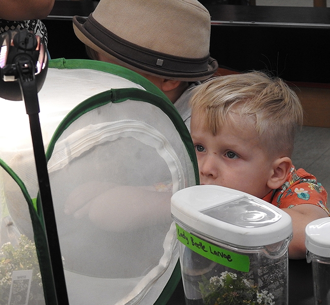 All the insects fascinated   Connor Lemcke, 3, of Davis. 
