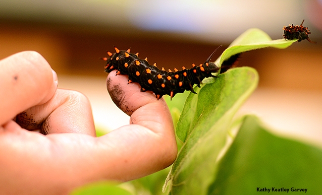 Pipevine swallowtail caterpillars foraged on their host plant, Dutchman's Pipe. (Photo by Kathy Keatley Garvey)