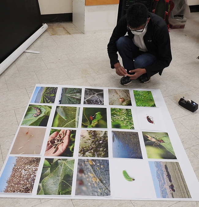Postdoctoral fellow Buddhi Achhami of the Ian Grettenberger lab adjusts a display of images taken by Grettenberger. (Photo by Kathy Keatley Garvey)