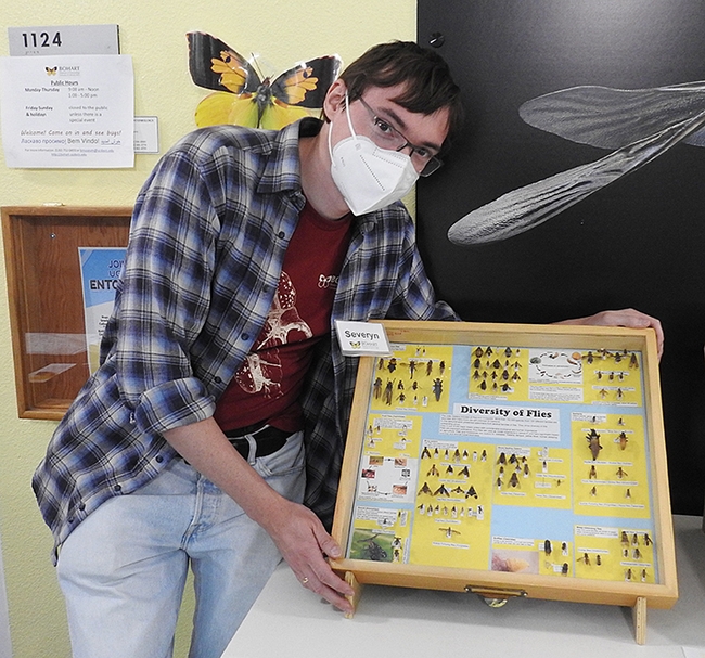 Postdoctoral researcher Severyn Korneyev, a Ukranian dipterist, created this fly diversity display as a traveling exhibit for the Bohart Museum of Entomology. (Photo by Kathy Keatley Garvey)
