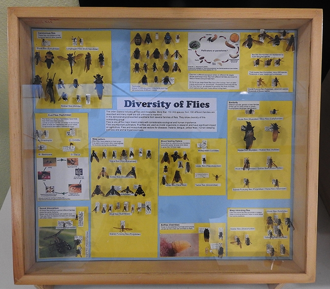 This is Severyn Korneyev's fly diversity display showcased at  the Bohart Museum of Entomology during the UC Davis Picnic Day. (Photo by Kathy Keatley Garvey)