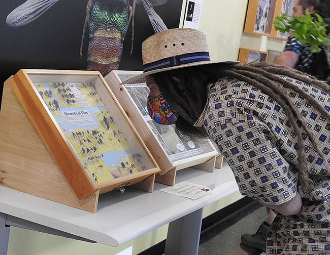 A visitor at the Bohart Museum open house reads Severyn Korneyev's fly diversity display. (Photo by Kathy Keatley Garvey)