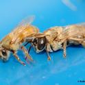 The worker bee (sterile female) is at left, and the drone (male) is at right. (Photo by Kathy Keatley Garvey)