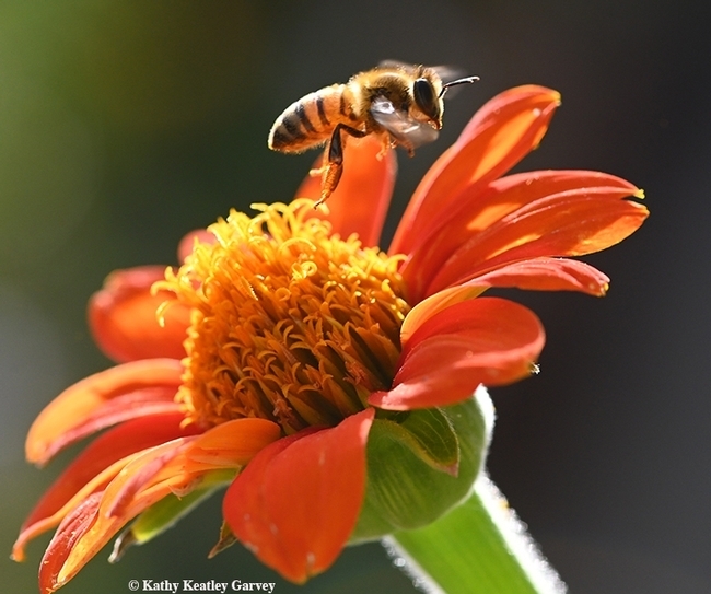 Worker bees are sterile females. Here a worker bee (forager) leaves a Mexican sunflower, Tithonia rotundifola. (Photo by Kathy Keatley Garvey)