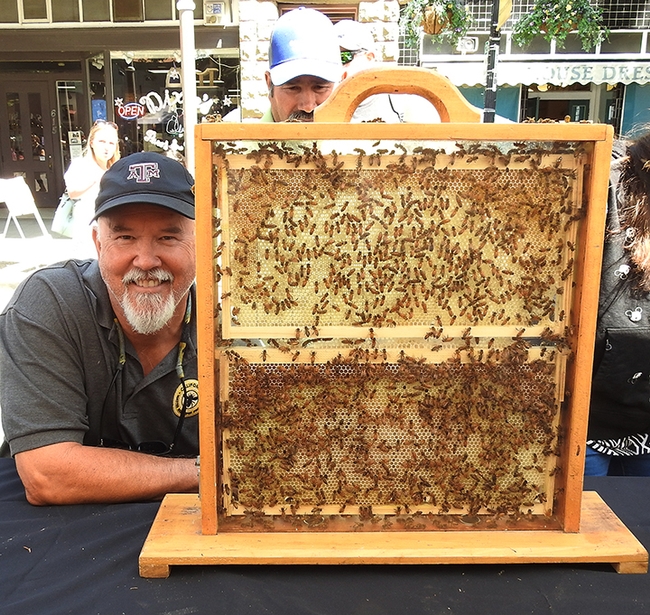 CAMBP member Peter Kritscher (pictured) of Walnut Creek brought his bee observation hive to the California Master Beekeeper Program's exhibit area. This one contained all worker bees. (Photo by Kathy Keatley Garvey)