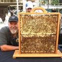 CAMBP member Peter Kritscher (pictured) of Walnut Creek brought his bee observation hive to the California Master Beekeeper Program's exhibit area. This one contained all worker bees. (Photo by Kathy Keatley Garvey)