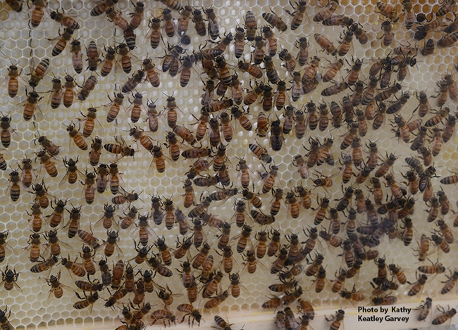 Honey bees inside a glassed-in observation hive. (Photo by Kathy Keatley Garvey)