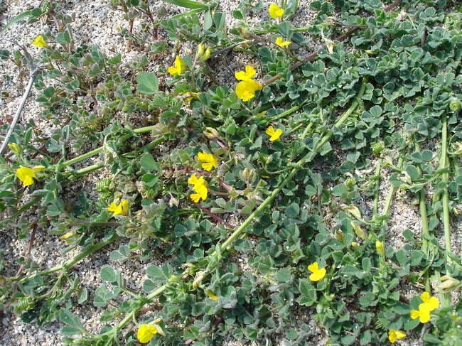 This is Medicago littoralis. Plants in the Medicago family are commonly known as medick or burclover. (Photo by Jean Tosti, photo courtesy of Wikipedia)