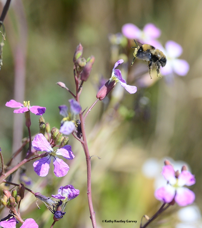 A digger bee,  Anthophora bomboides stanfordiana, in flight at Bodega Head on May 9, 2022. The flower is a wild radish, Raphanus raphanistrum. (Photo by Kathy Keatley Garvey)
