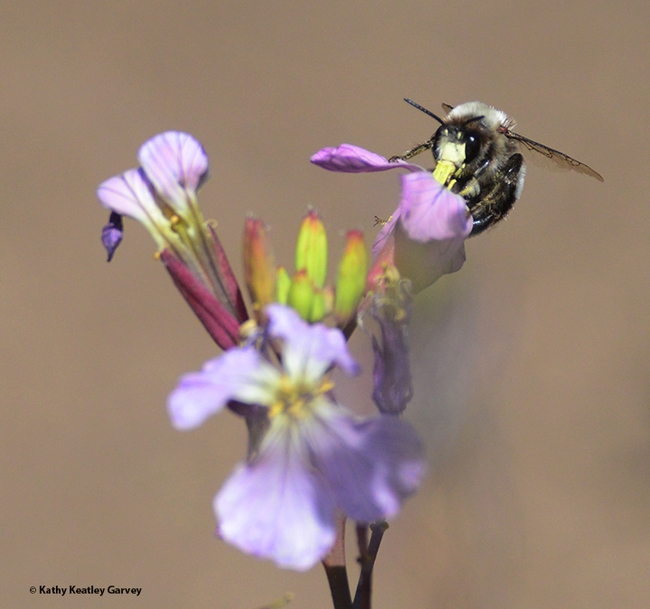 A bumble bee mimic, Anthophora bomboides stanfordiana, sipping nectar from a wild radish, Raphanus raphanistrum, on May 9, 2022 on Bodega Head. (Photo by Kathy Keatley Garvey)
