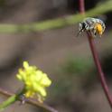 A female Habropoda miserabilis in flight at Bodega Head on May 9. This silver digger bee was heading for mustard and wild radish. (Photo by Kathy Keatley Garvey)