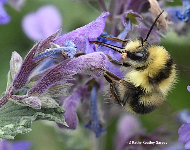 A male  black-tailed bumble bee, Bombus melanopygus, foraging on a lavender. (Photo by Kathy Keatley Garvey)
