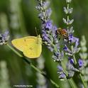 A sulphur butterfly, Colias eurytheme, and a honey bee, Apis mellifera, meet on lavender. The butterfly is a male, as identified by Art Shapiro, UC Davis distinguished professor of evolution and ecology. (Photo by Kathy Keatley Garvey)