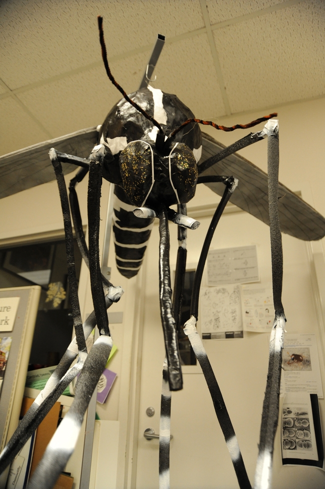 This is the mosquito pinata, made by Brittany Nelms, that will be bashed Sunday, Oct. 30 from 1 to 4 p.m. at the Bohart Museum of Entomology. (Photo by Kathy Keatley Garvey)
