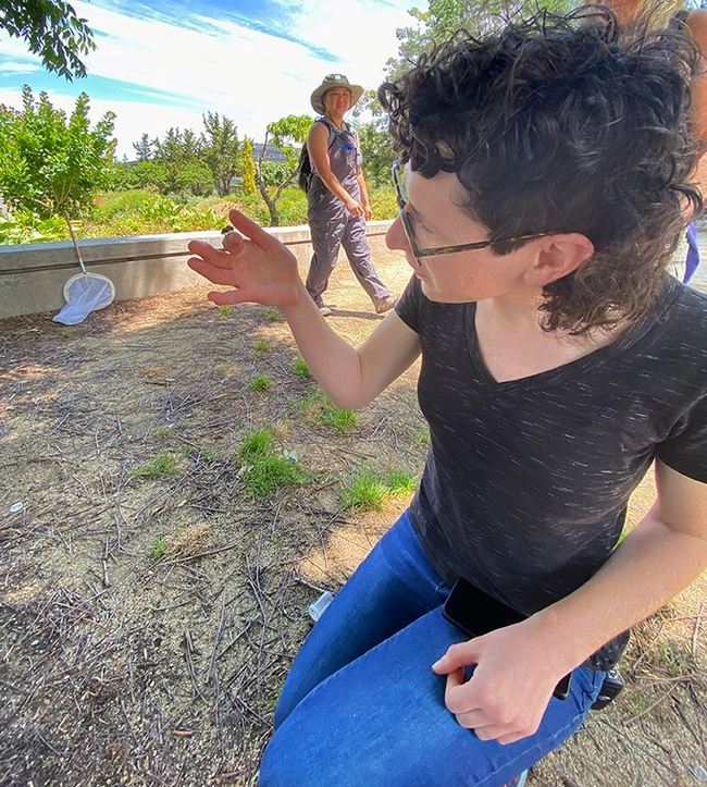 UC Davis entomology doctoral candidate Danielle Rutkowski examines a male black-tailed bumble bee, Bombus melanopygus. (Photo by Dylan Winkler)