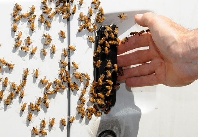 Extension apiculturist Eric Mussen holds out his hand as the bees gather. (Photo by Kathy Keatley Garvey)