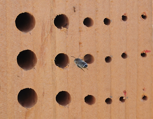THE GOOD--A leafcutter bee heads toward a bee block or 