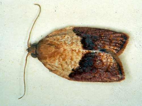 THE BAD--This is the light brown apple moth, a male. The CDFA's William Roltsch will discuss 