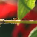 Ants crawl along a vine. (Photo by Kathy Keatley Garvey)