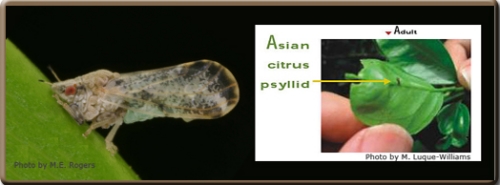 THE UGLY--The invasive Asian citrus psyllid will be discussed by the CDFA's Kris Godfrey at the Northern California Entomology Society meeting on Nov. 6 in Concord. Description from the CDFA site: 