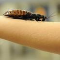 Madagascar hissing cockroach crawls up the arm of Mick Dunning, 6, of Davis. (Photo by Kathy Keatley Garvey)
