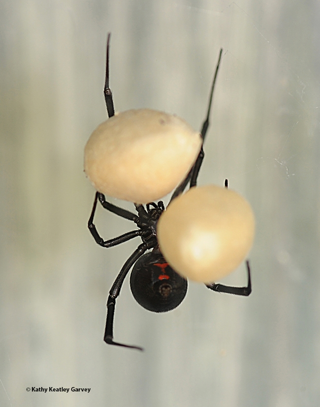 A black widow spider cradles her egg sacs. (Photo by Kathy Keatley Garvey)