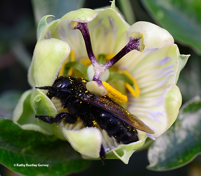 Okay, about time to wake up! Shortly after this image was taken, the Valley carpenter bee took flight. (Photo by Kathy Keatley Garvey)