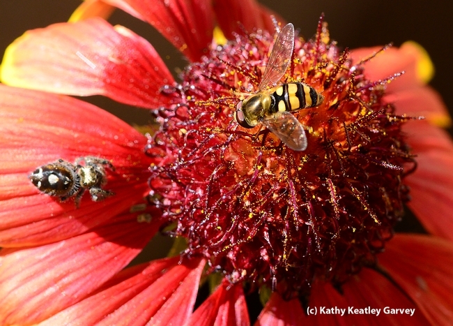 Syrphid flies are often mistaken for honey bees. Here a fly shares a blanketflower (Gaillardia) with a jumping spider, unaware of its presence. (Photo by Kathy Keatley Garvey)