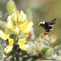 This image of a yellow-faced bumble bee, Bombus vosnesenskii, foraging on lupine at Bodega Bay, was part of a photo series that won an international award from ACE. (Photo by Kathy Keatley Garvey)