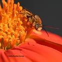 After spending the night sleeping on a Mexican sunflower, Tithonia rotundifola, a male longhorned bee, Melissodes agilis, starts to stir. (Photo by Kathy Keatley Garvey)