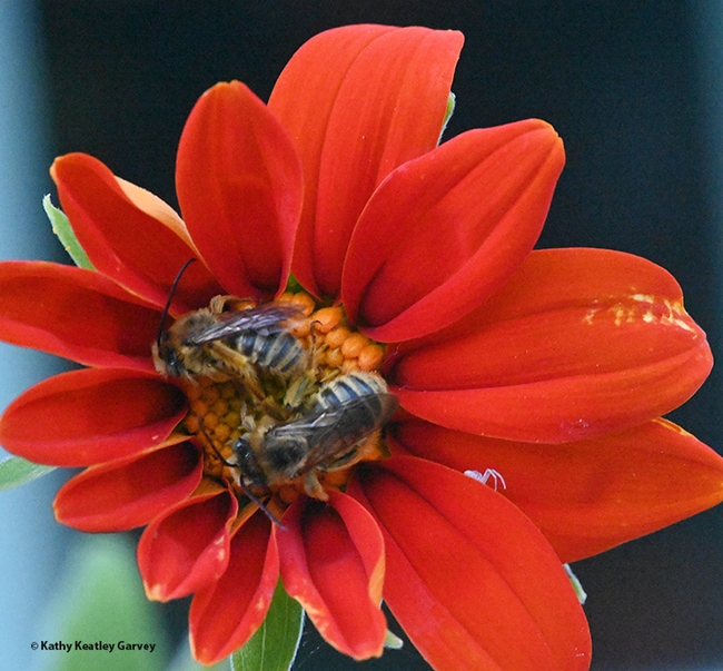 Let sleeping bees lie? A tiny crab spider joins two male longhorned bees sleeping overnight on a Mexican sunflower, Tithonia rotundifola. The bees are Melissodes agilis. (Photo by Kathy Keatley Garvey)