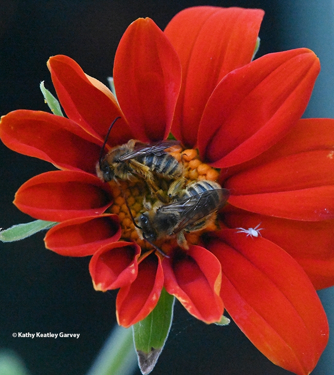 The tiny crab spider wanders around on the Mexican sunflower, occupied by two sleeping male longhorned bees. (Photo by Kathy Keatley Garvey)