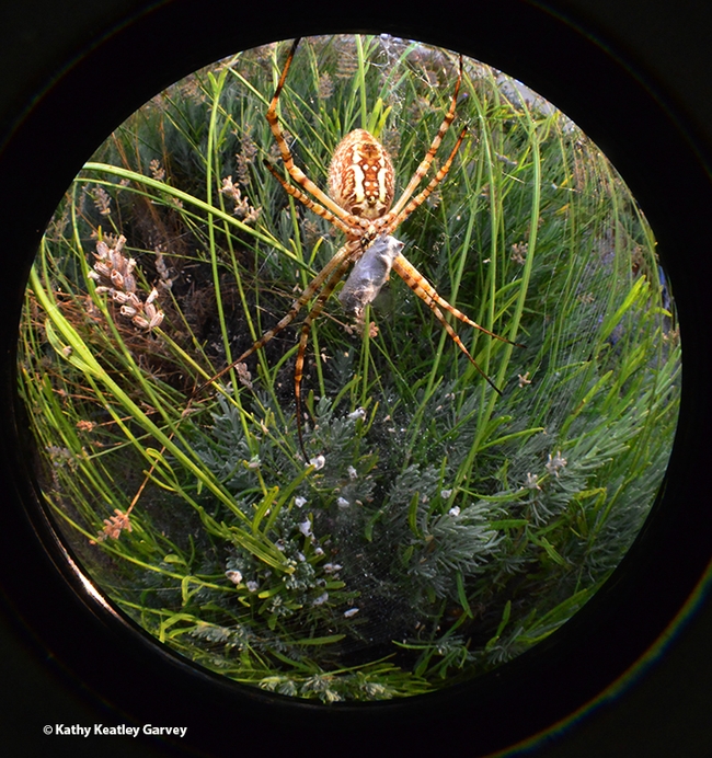 A striking garden spider, as seen through a fisheye lens. (Photo by Kathy Keatley Garvey)