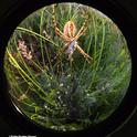 A beautiful garden spider. (Photo by Kathy Keatley Garvey)