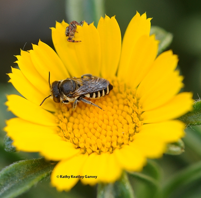 You are not alone! A jumping spider eyes a native bee. (Photo by Kathy Keatley Garvey)