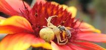 A crab spider dining on a bee on a blanketflower, Gallardia. Everyone eats in the garden. (Photo by Kathy Keatley Garvey) for Bug Squad Blog