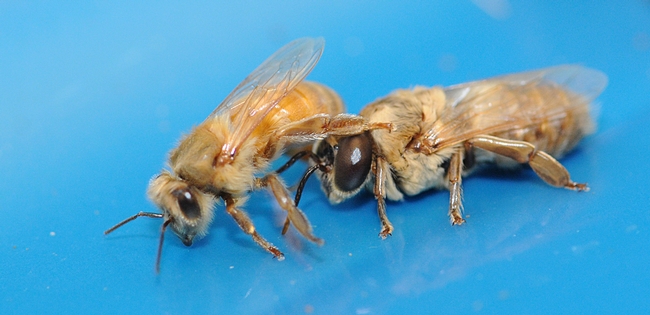 A newly emerged worker bee (front) and a drone (male). (Photo by Kathy Keatley Garvey)