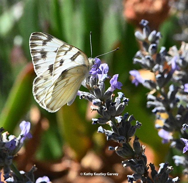 A female Checkered White butterfly, Pontia protodice (as identified by UC Davis distinguished professor Art Shapiro) nectars on lavender in Vacaville, Calif. (Photo by Kathy Keatley Garvey)