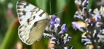 A female Checkered White butterfly, Pontia protodice (as identified by UC Davis distinguished professor Art Shapiro) nectars on lavender in Vacaville, Calif. (Photo by Kathy Keatley Garvey) for Bug Squad Blog