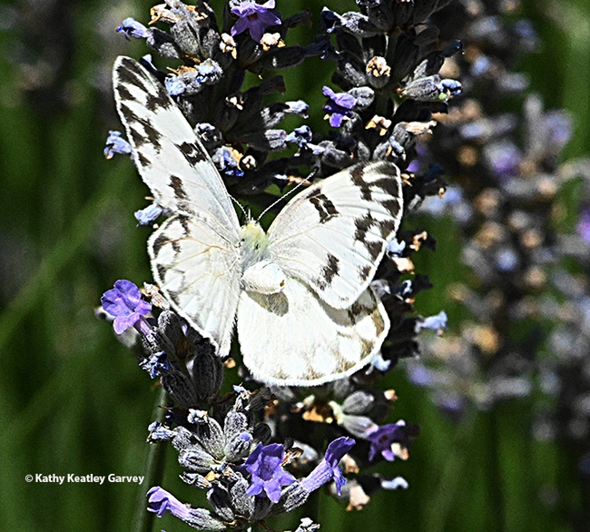 The female Checkered White spreads its wings. (Photo by Kathy Keatley Garvey)