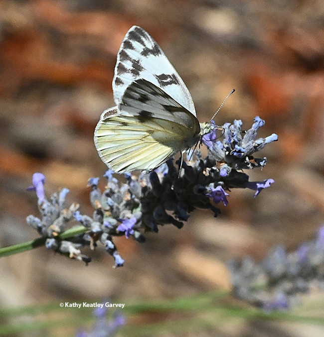 A female Checkered White butterfly, Pontia protodice nectaring on lavender.  (Photo by Kathy Keatley Garvey)