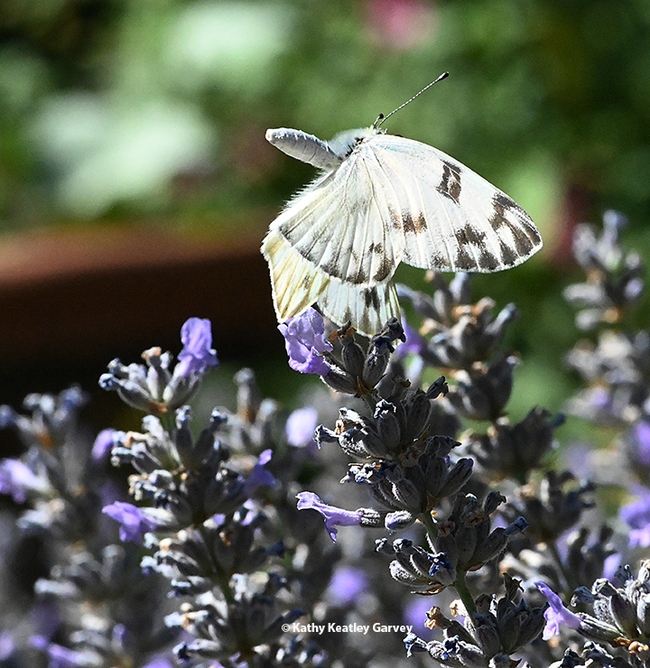 The female Checkered White showing a rejection behavior although no males are around. (Photo by Kathy Keatley Garvey)