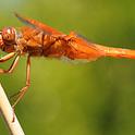This flame skimmer was one of the entries accepted into the 2011 Insect Salon. (Photo by Kathy Keatley Garvey)