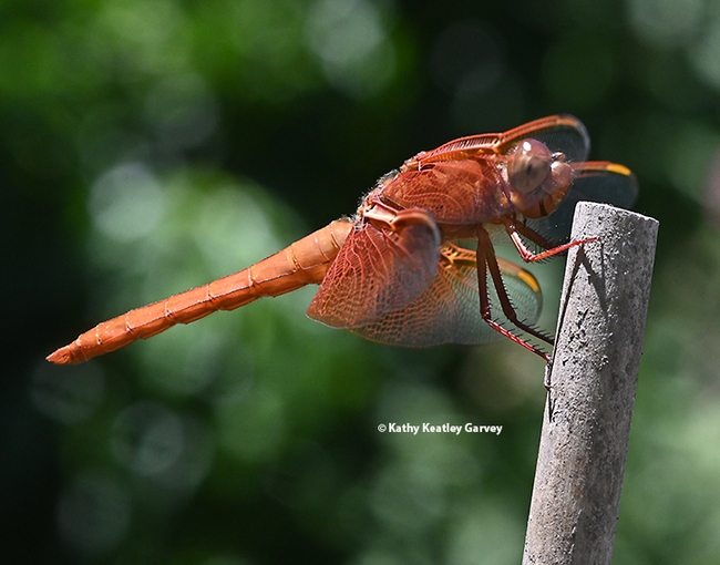 A strong north wind engulfs the red flameskimmer, turning his wings into head gear. (Photo by Kathy Keatley Garvey)