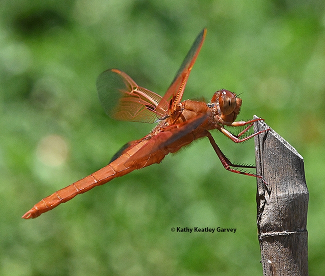 Big Red, the flameskimmer, agrees to another portrait. (Photo by Kathy Keatley Garvey)