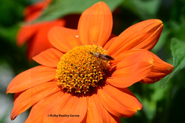An assassin bug, Zelus renardii,waits to ambush prey on a Mexican sunflower, Tithonia rotundifola. (Photo by Kathy Keatley Garvey)