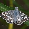 A common checkered skipper, Pyrgus communis, warming its flight muscles in Vacaville, Calif., on July 3, 2022. (Photo by Kathy Keatley Garvey)