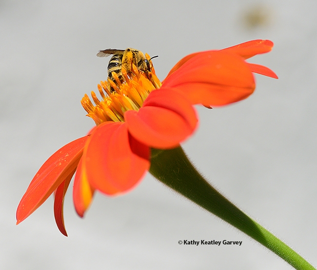 The female Melissodes agilis continues foraging on a Mexican sunflower, Tithonia rotundifola. (Photo by Kathy Keatley Garvey)