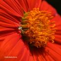 A crab spider on a Mexican sunflower is ready to ambush prey.  (Photo by Kathy Keatley Garvey)